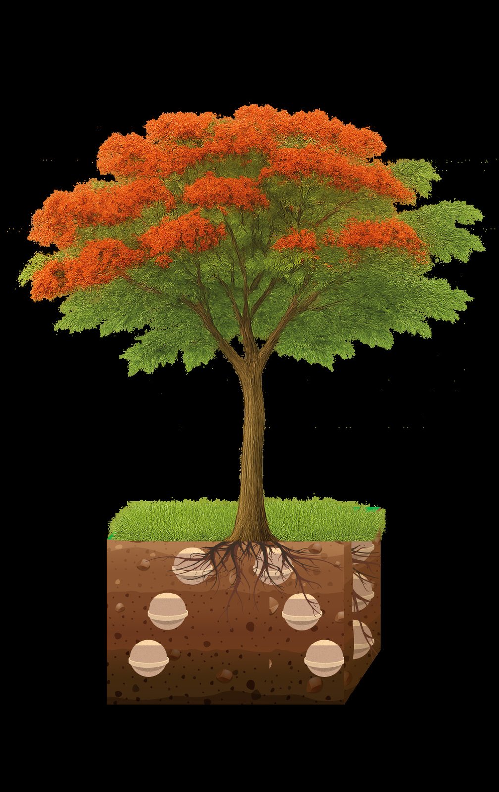 Árbol cenizario multifamiliar de acacia